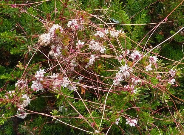 Cuscuta del timo 12