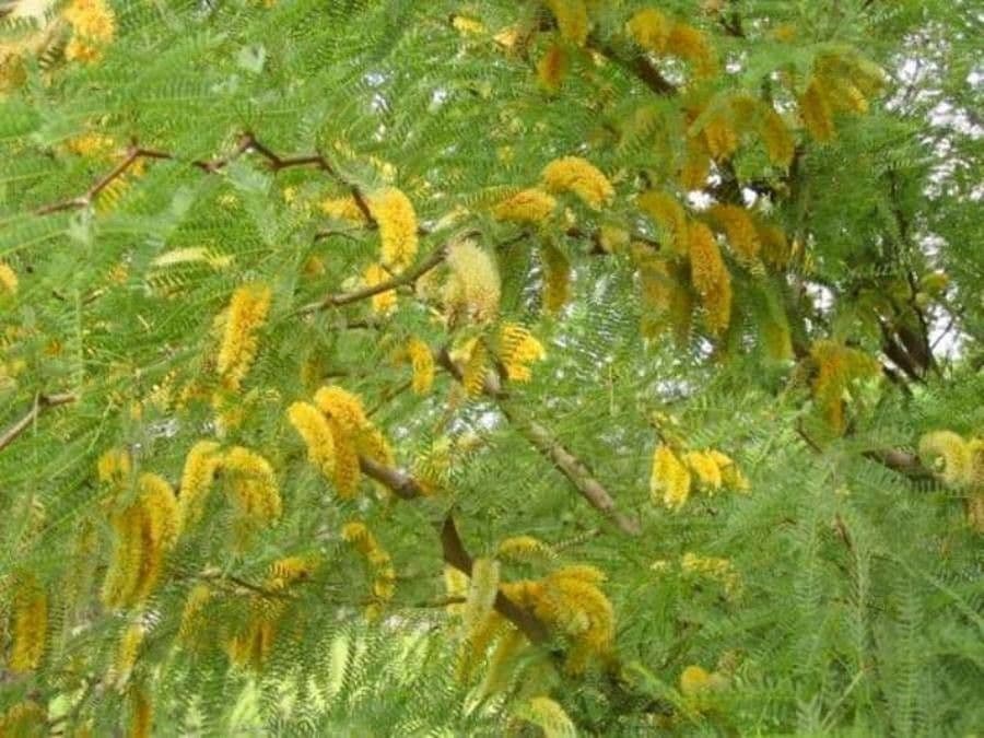 Prosopis 9