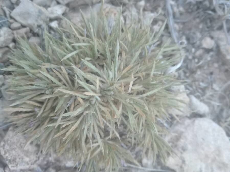 Atractylis 2