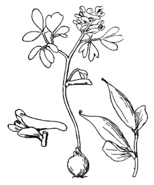 Colombina intermedia 22