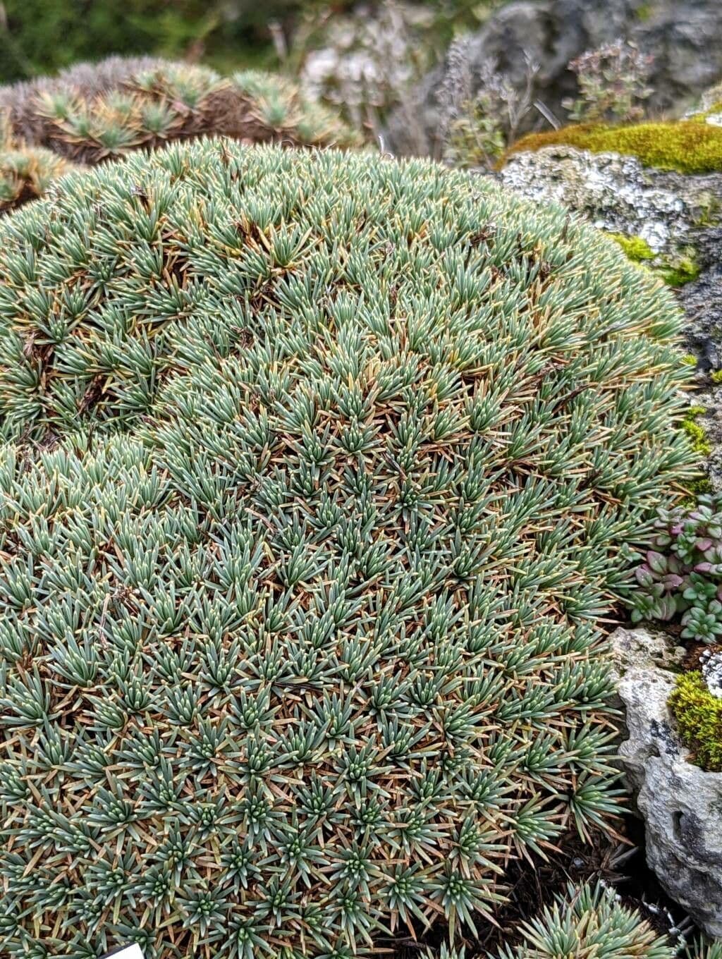 Acantholimon 4
