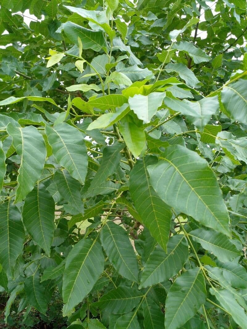 Saba 5