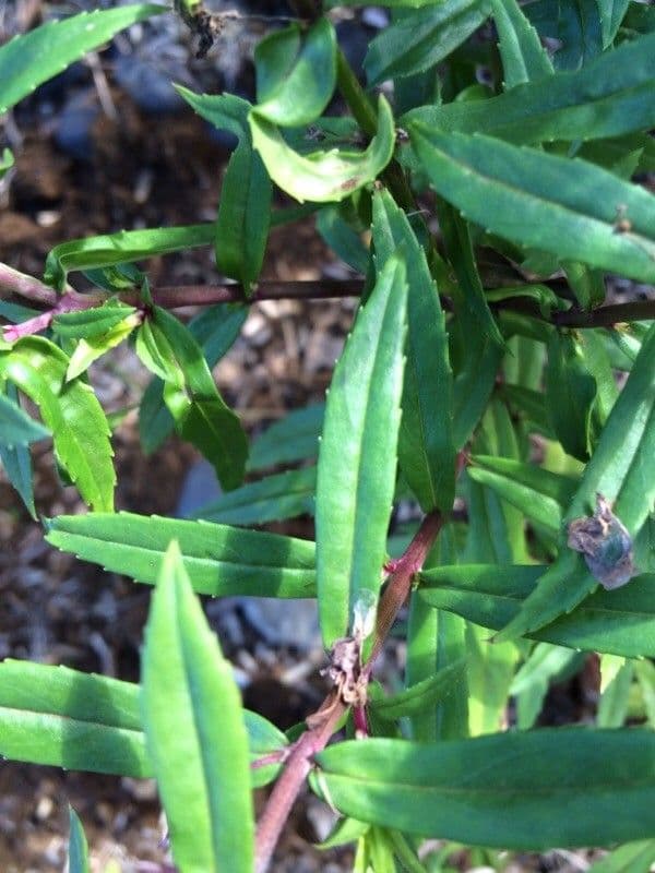 Angelonia 12