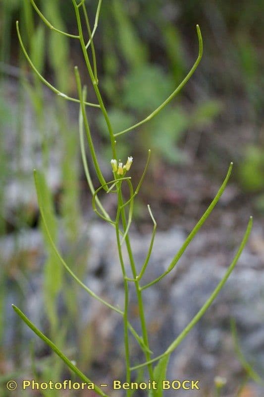 Arabis nova 18