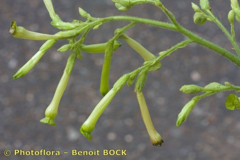 Tabak 2