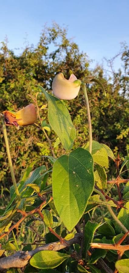 Vigna vexillata 17