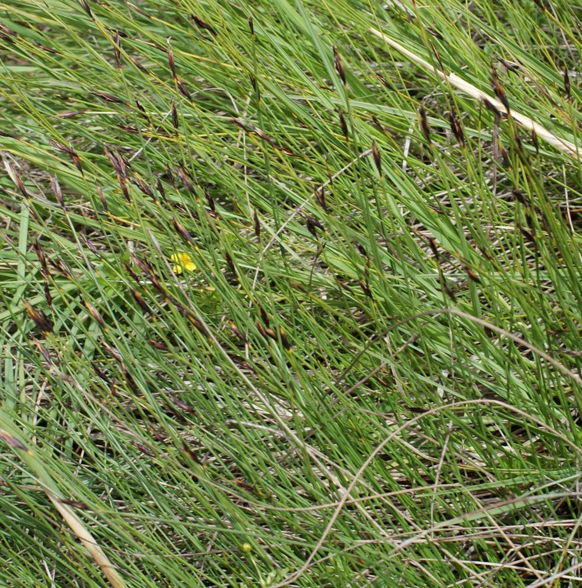Rostrotes Kopfried 14
