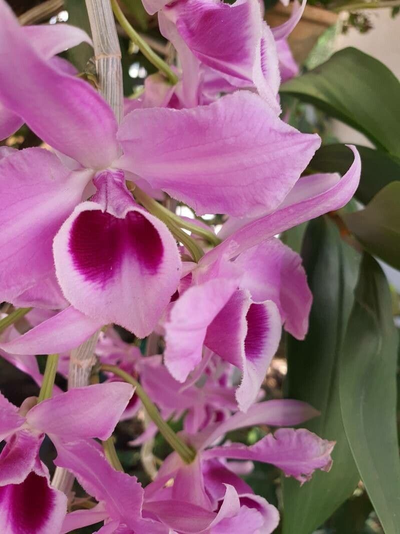 Dendrobium