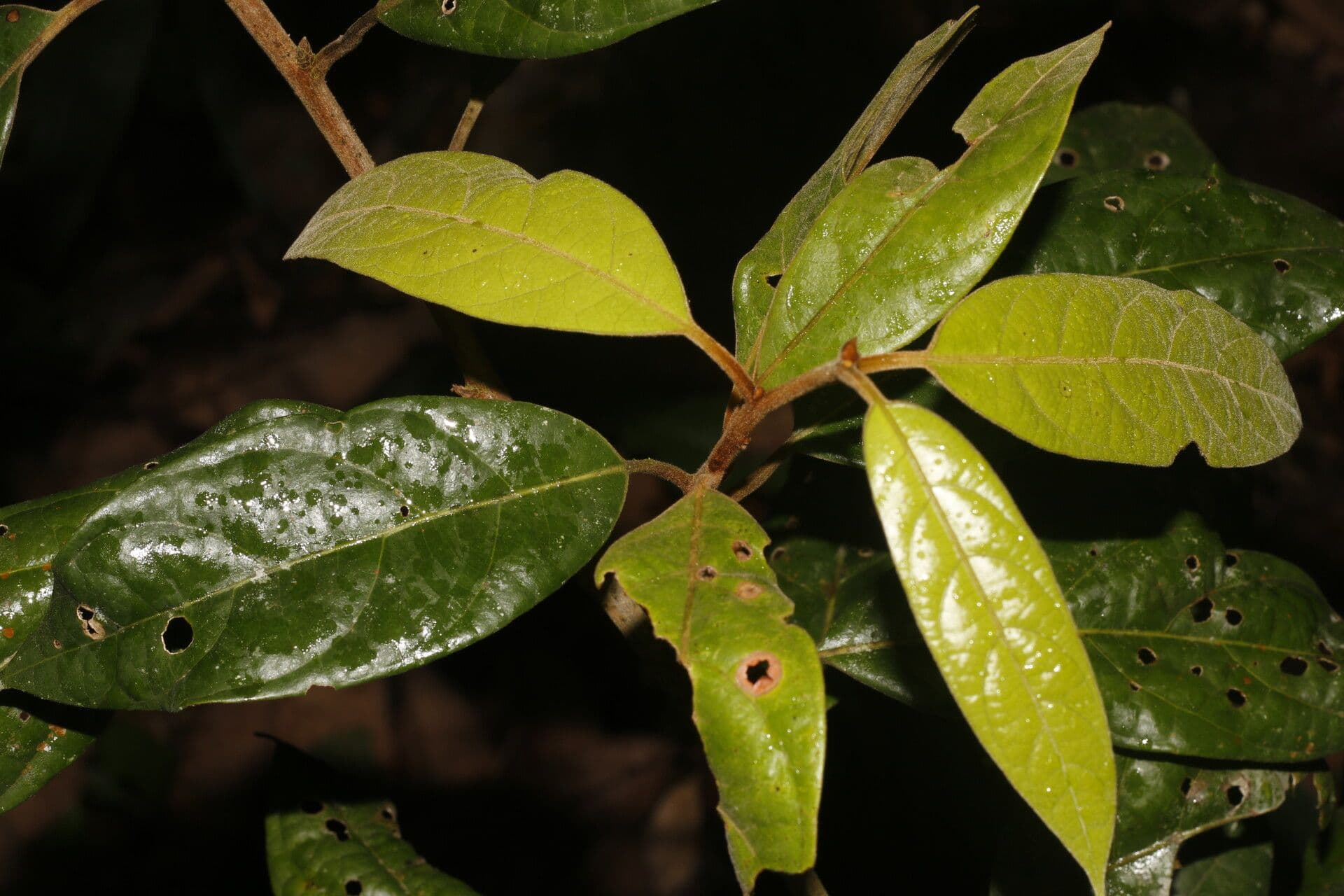 Ocotea 4