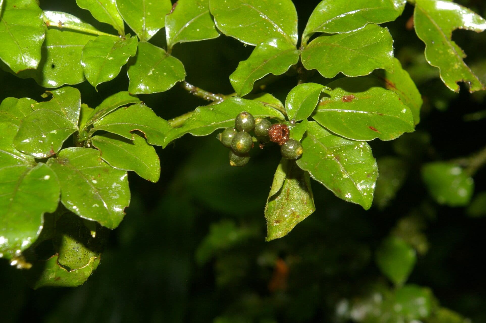 Psicotria del Chagres 2