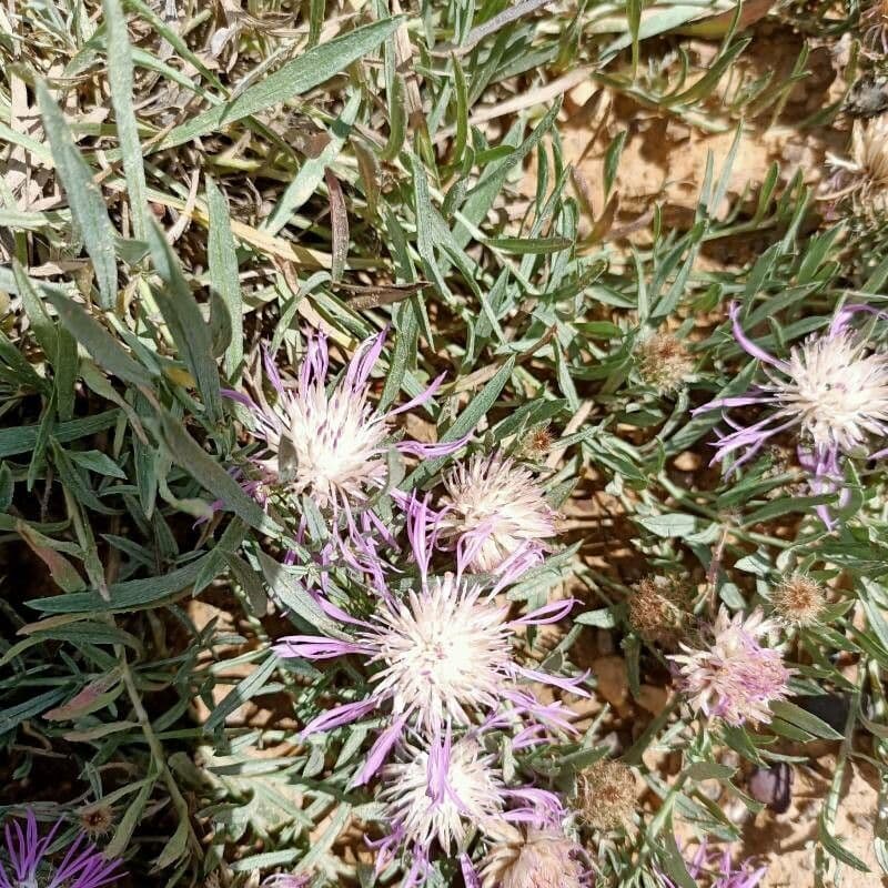 Leinblättrige Flockenblume 2