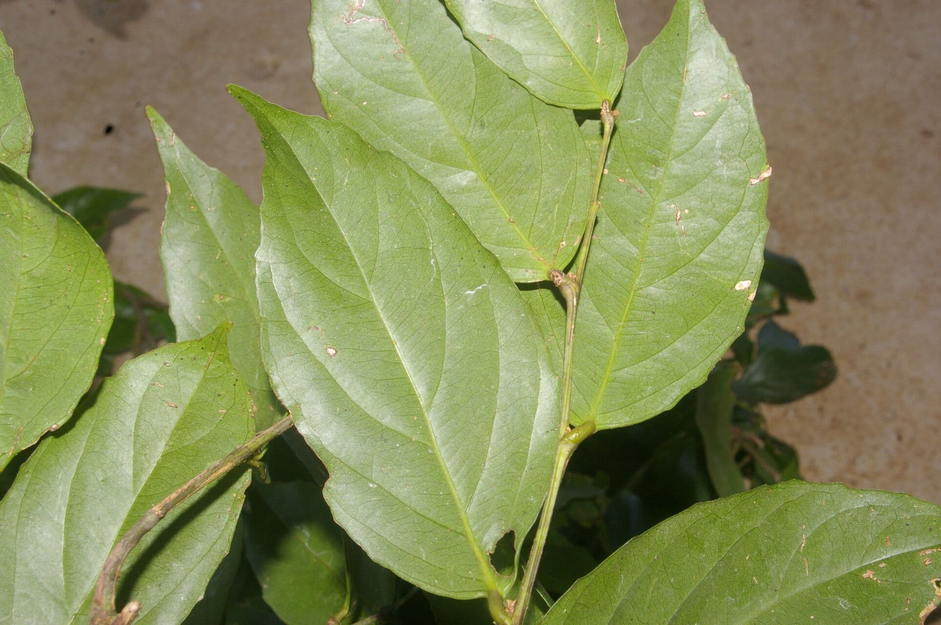 Lecointea