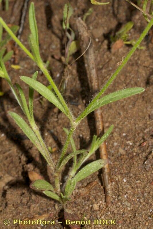Silene 12
