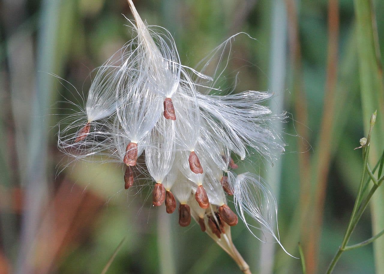 Asclepias verticillata 2