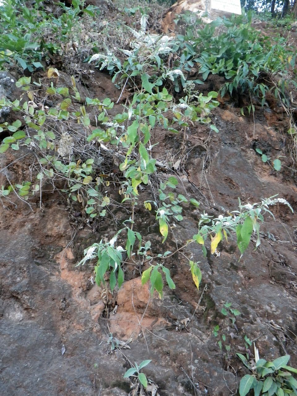 Buddleja asiática 10