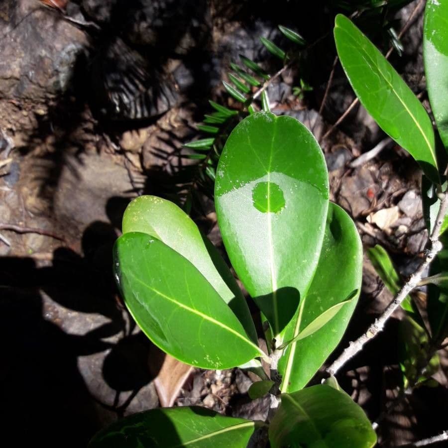 Osmanthus 13