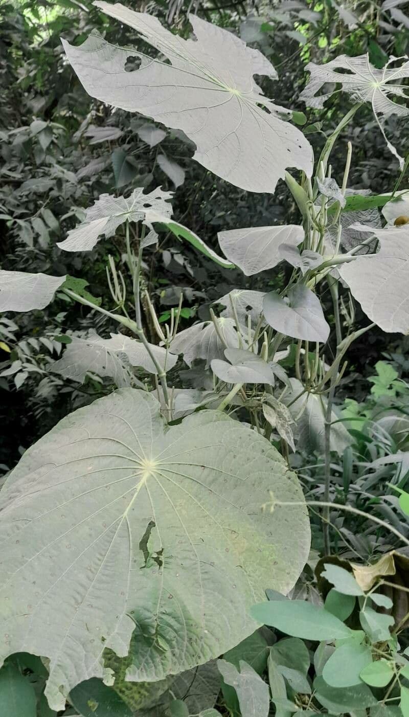 Schildblättriger Pfeffer 10
