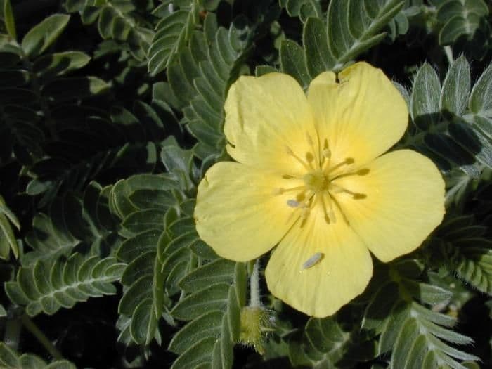 Tribolo cistoide 6