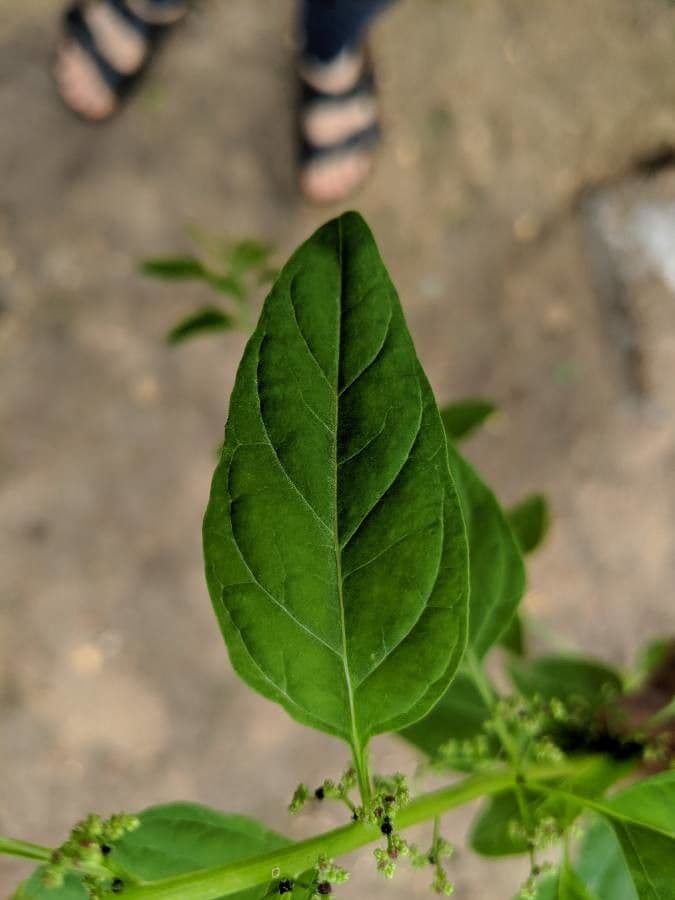 Chénopode polysperme 20