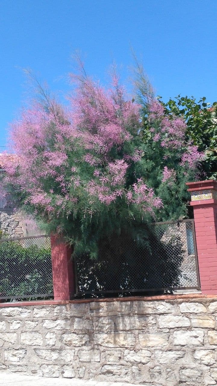 Tamerice ramosa 6