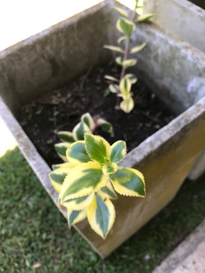Crassula 14