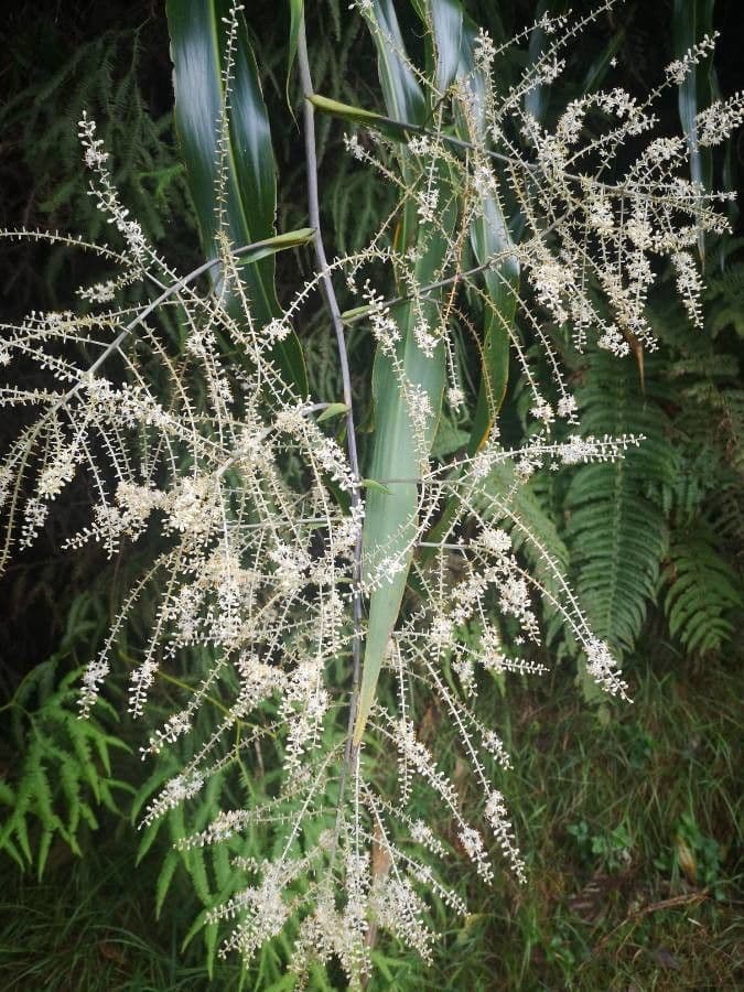 Cordyline mauritiana 10