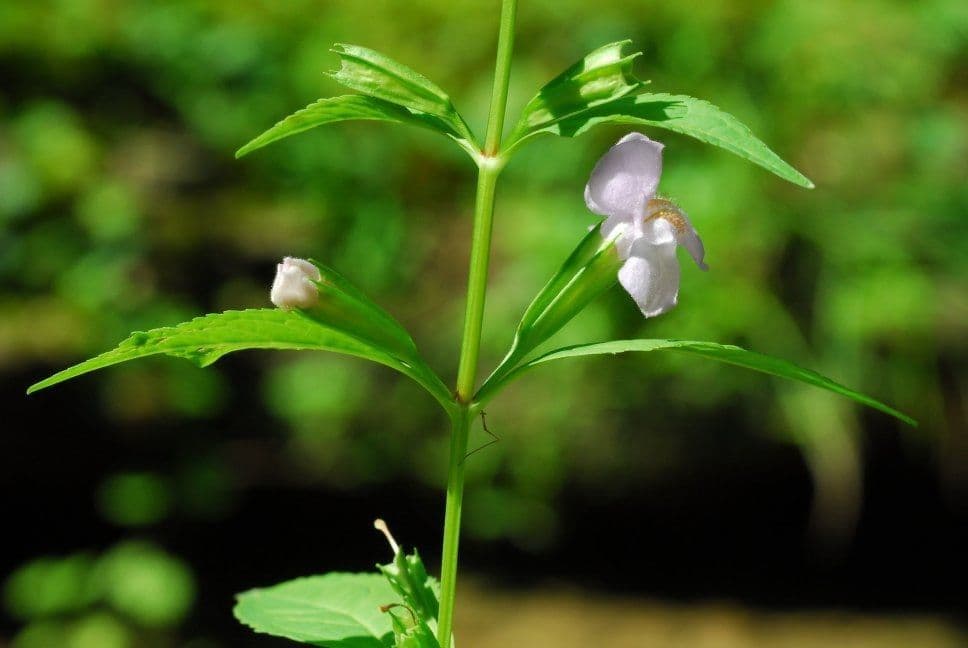 Sharp-wing monkey-flower 9