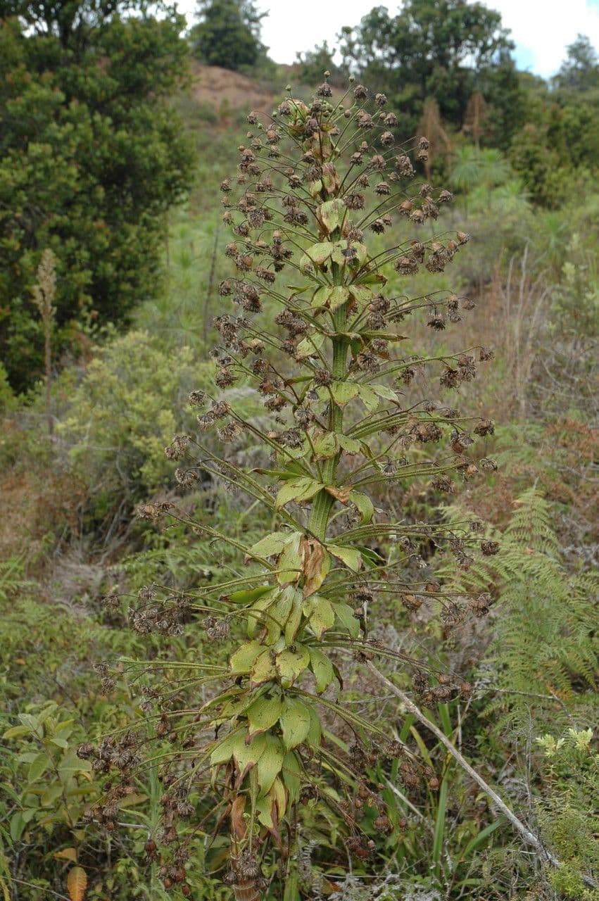 Wilkesia 6
