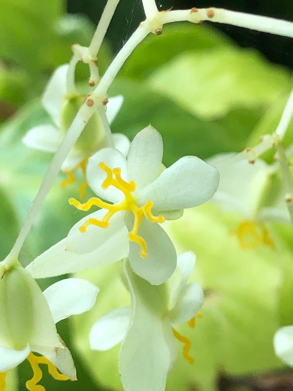 Begonia 7