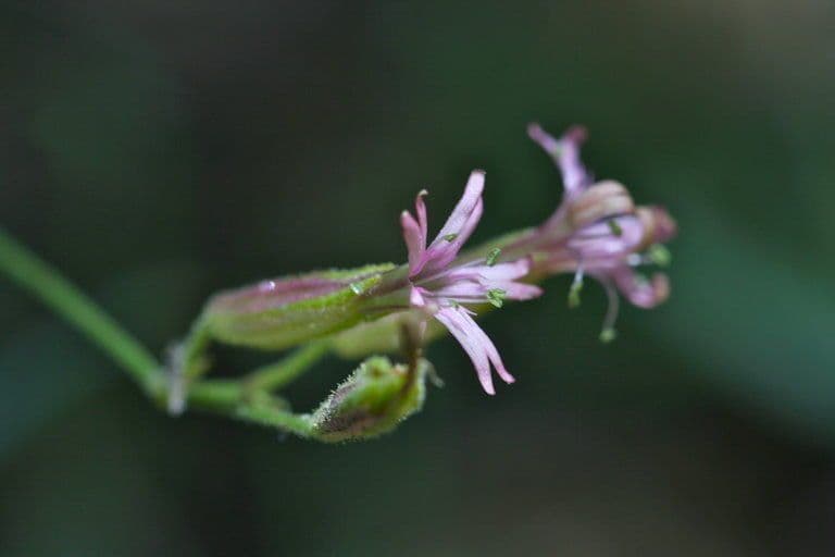 Silene 2