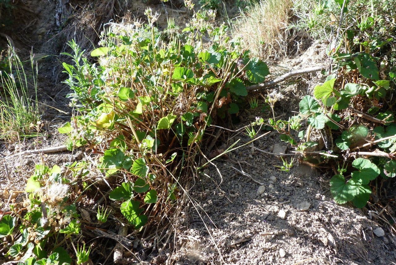 Pelargonium inodorum 10