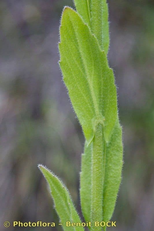 Arabis nova 12