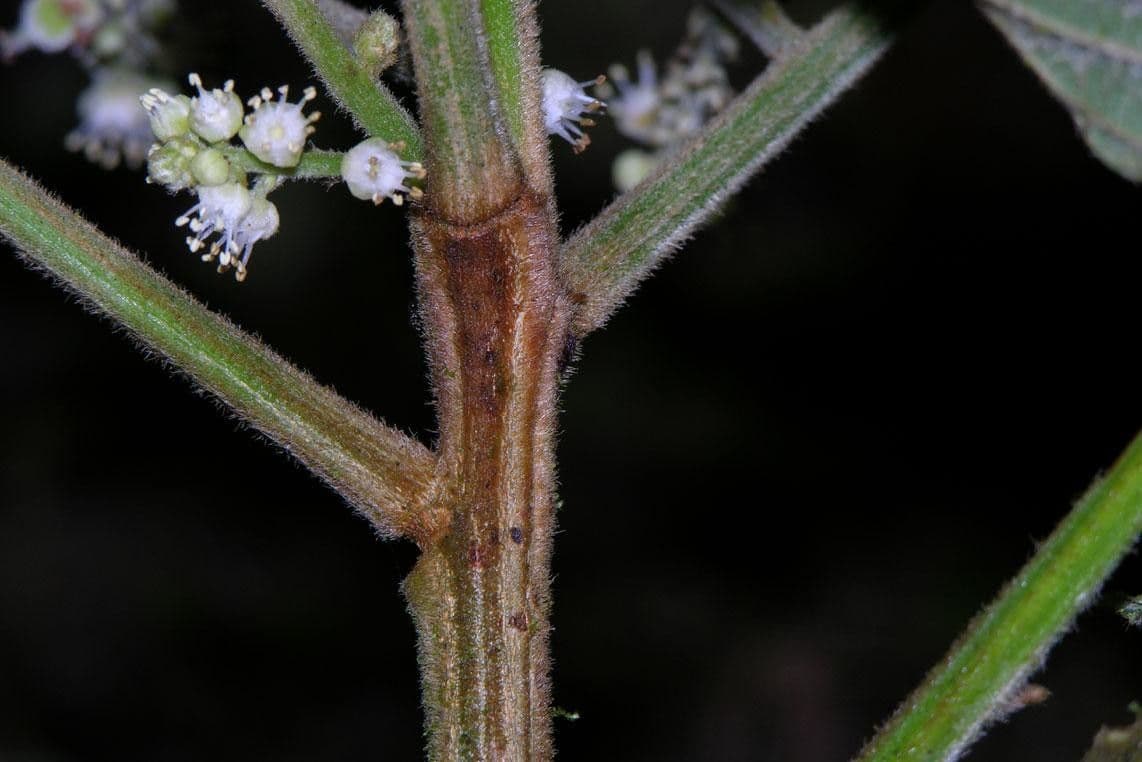 Cupania rossastra 16
