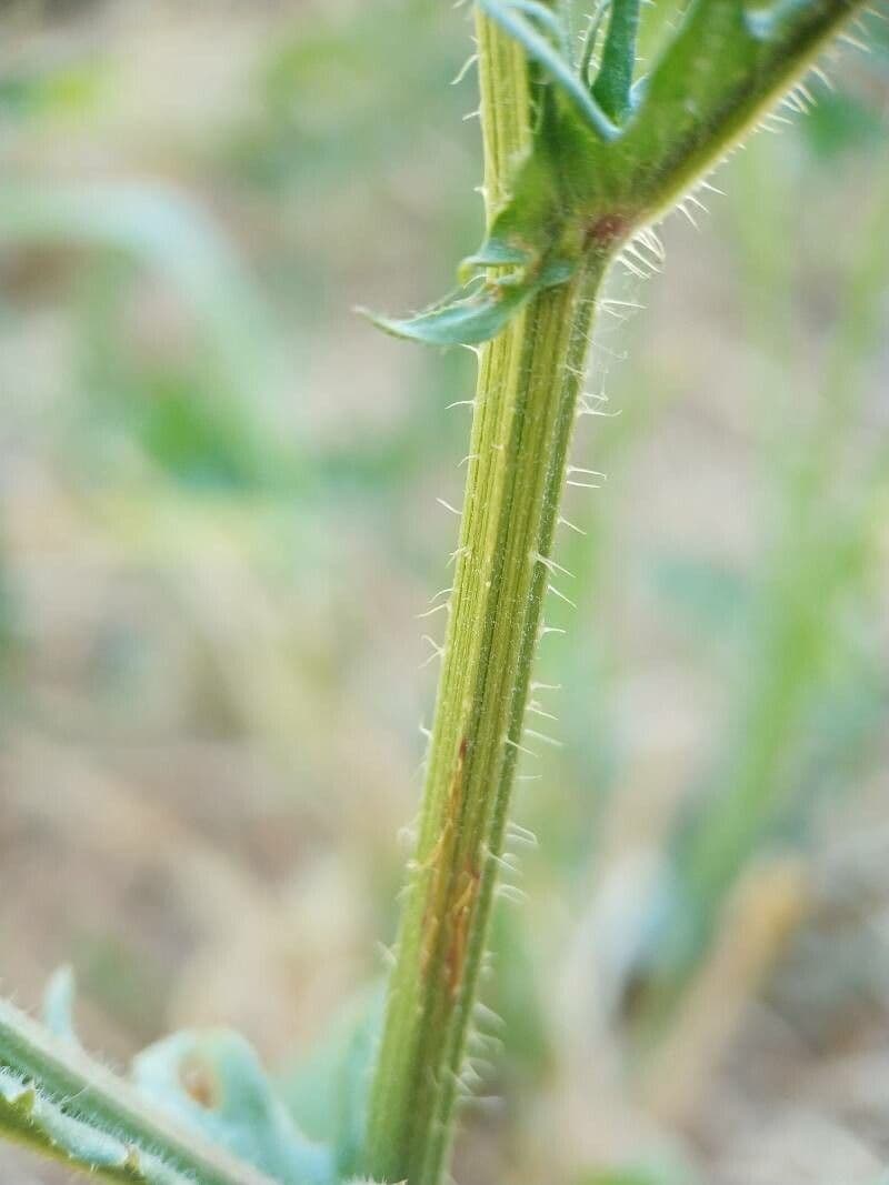 Radicchiella setolosa 21