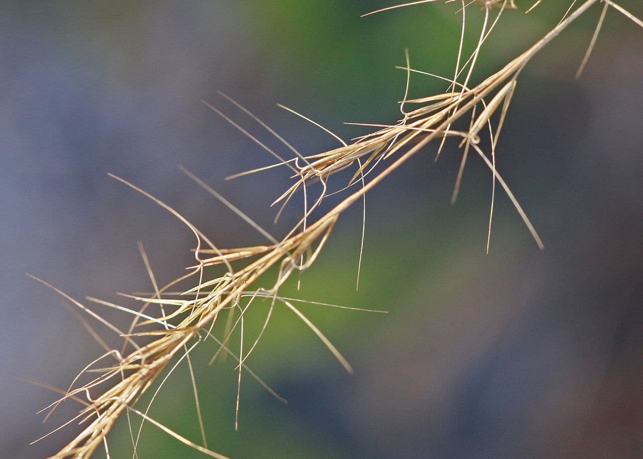 Aristida