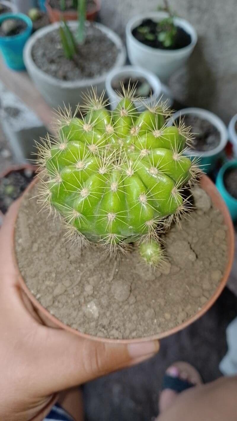 Echinocereus coccineus 11
