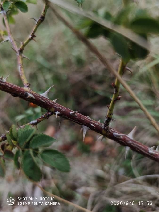 Kleinblütige Rose 24