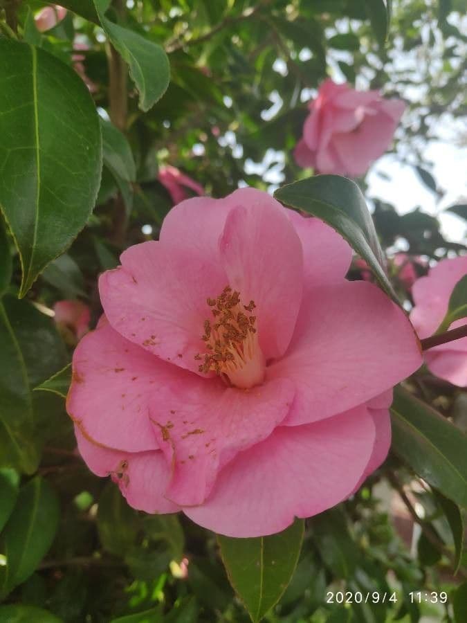 Camelia 5