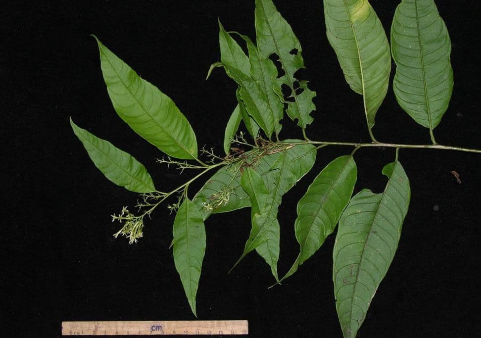 Cestrum strapcovité 23