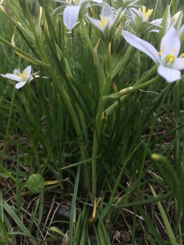 Dolden-Milchstern 24