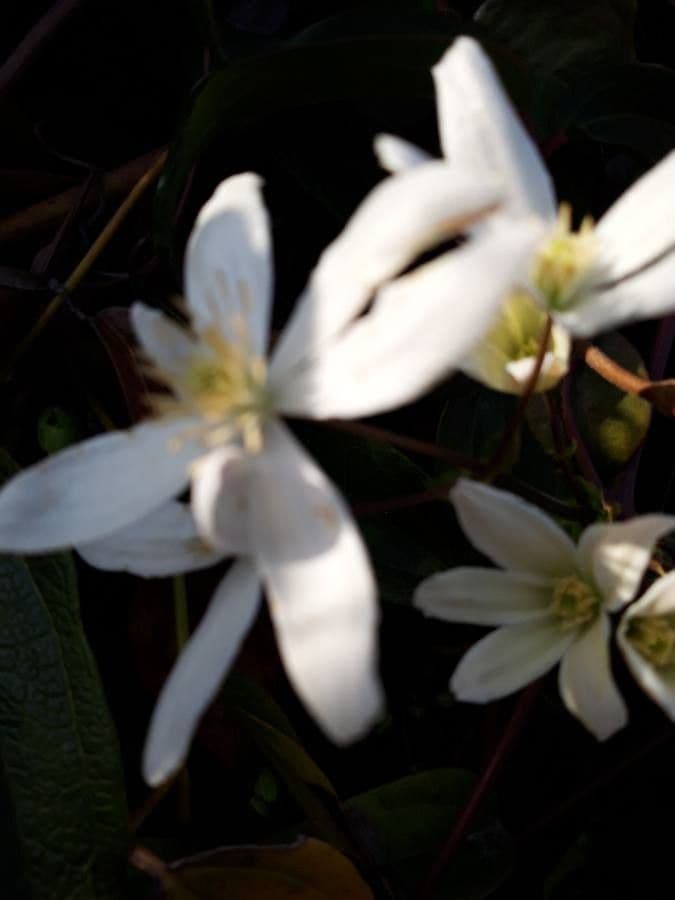 Clematis recta 9