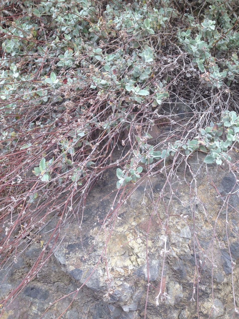 Eriogonum 8