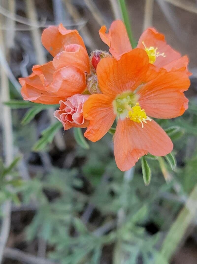 Sphaeralcea
