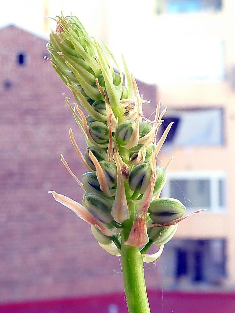 Albuca