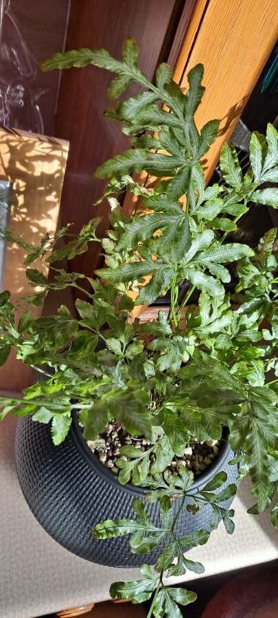 Pteris di Creta 15