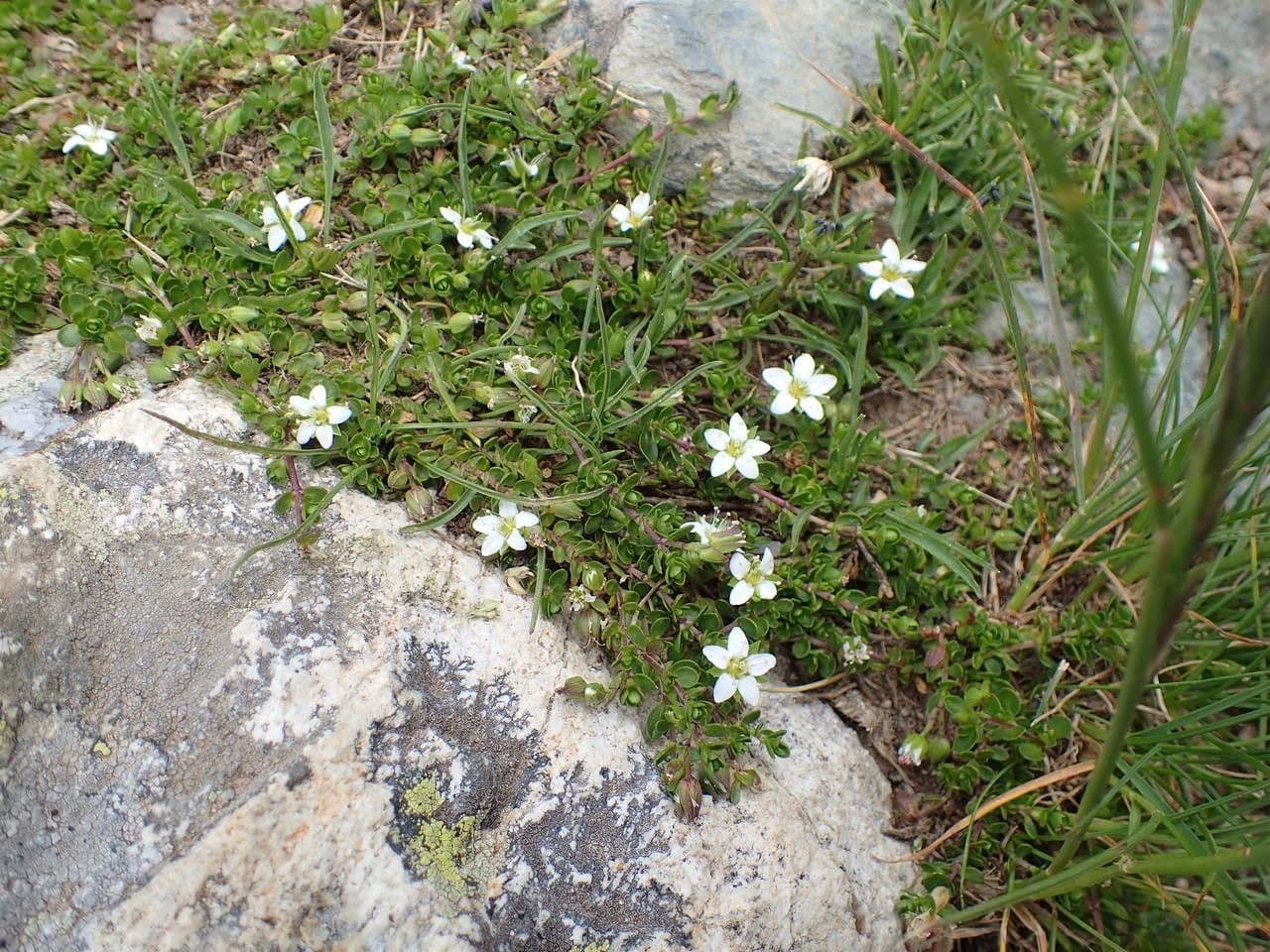 Arenaria biflora 8