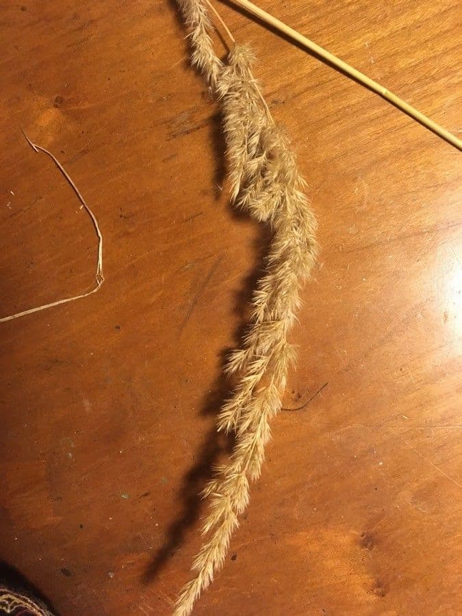 Třtina křovištní 2