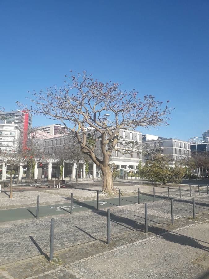 Schöne Korallenbaum 11