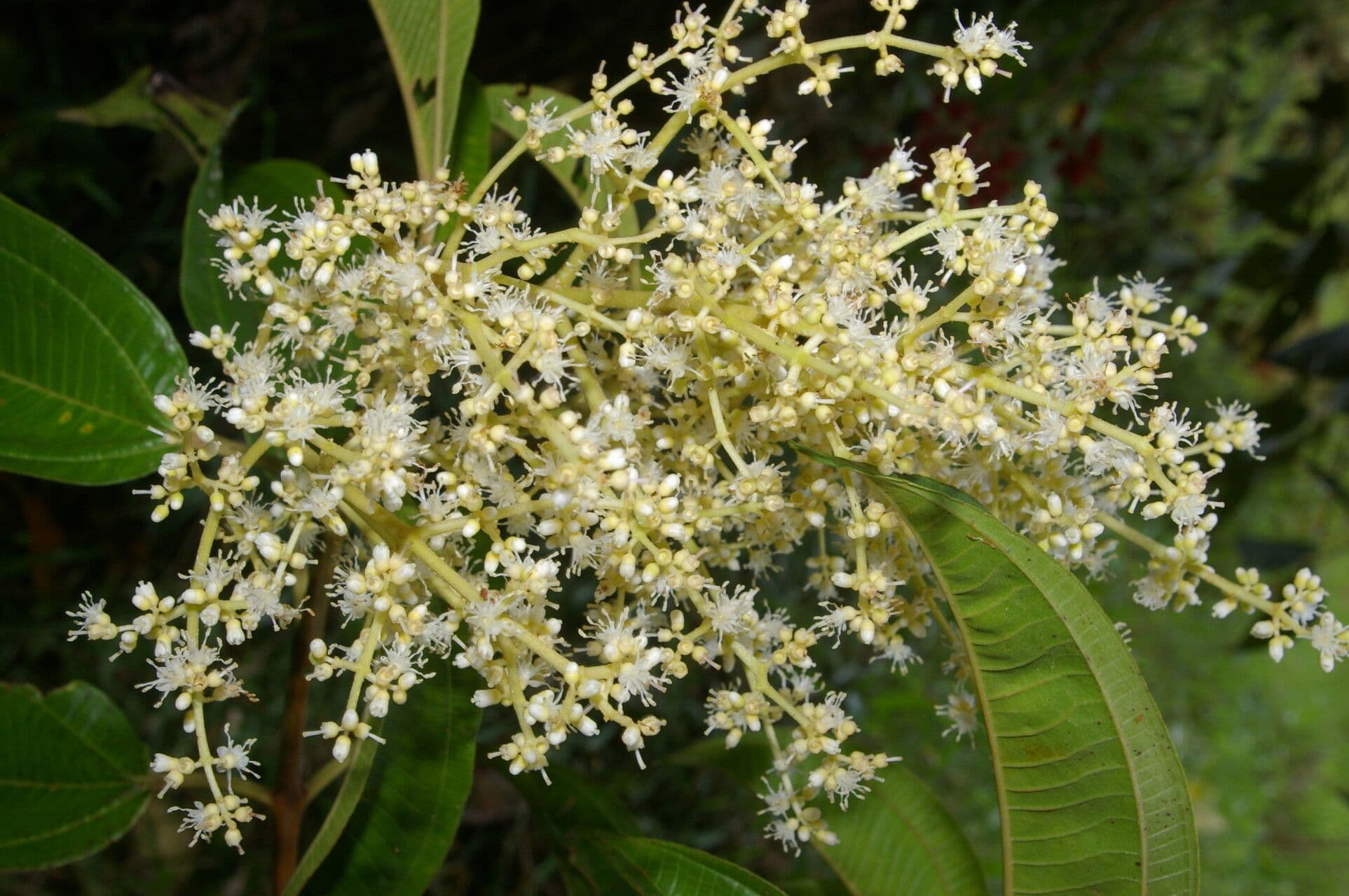 Miconia