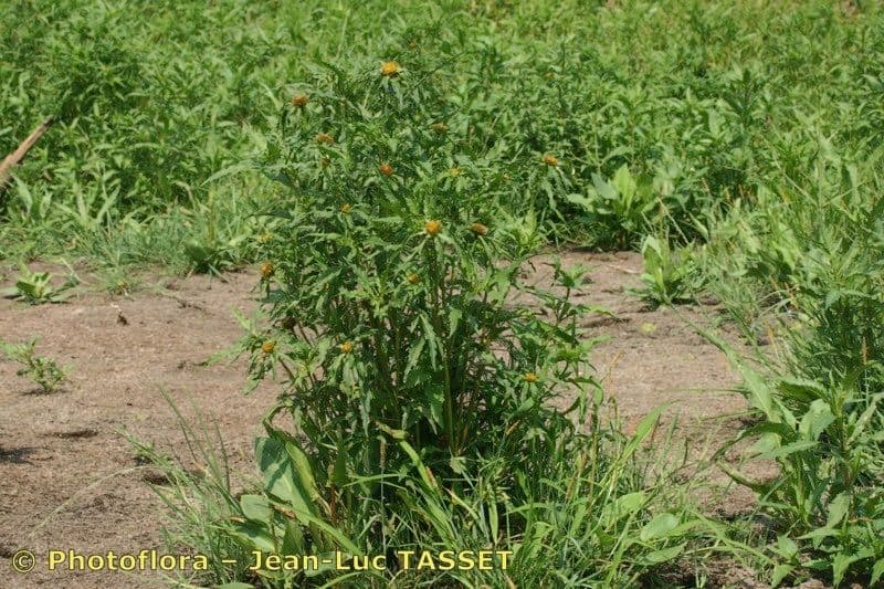 Bidens radiata 14